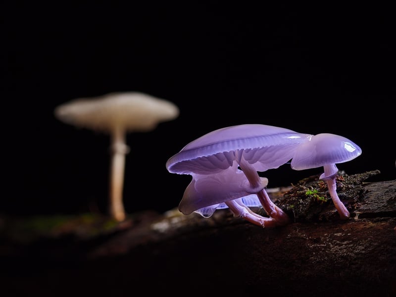 forest mushroom